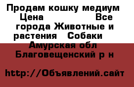 Продам кошку медиум › Цена ­ 6 000 000 - Все города Животные и растения » Собаки   . Амурская обл.,Благовещенский р-н